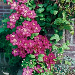 Odling & Trädgårdsskötsel|Växter & Plantor*Omnia Garden Ville de Lyon 40-60 cm