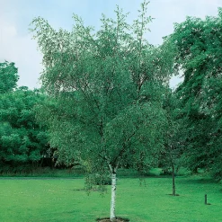 Prydnadsträd|Högstamsträd*Omnia Garden Vårtbjörk, Alléträd 300-400 cm för Trädgård & Utemiljö