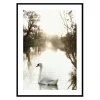 Posters*Gallerix White Swan