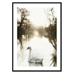 Posters*Gallerix White Swan